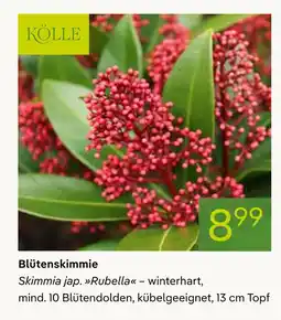 Pflanzen Kölle Kölle blütenskimmie Angebot