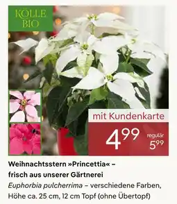 Pflanzen Kölle Kölle bio weihnachtsstern princettia Angebot
