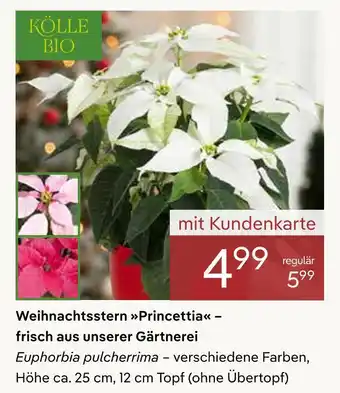 Pflanzen Kölle Kölle bio weihnachtsstern princettia Angebot