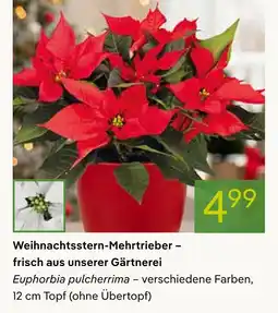 Pflanzen Kölle Weihnachtsstern-mehrtrieb Angebot