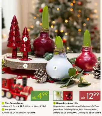 Pflanzen Kölle Glas-tannenbaum Angebot