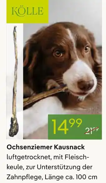 Pflanzen Kölle Kölle ochsenziemer kausnack Angebot
