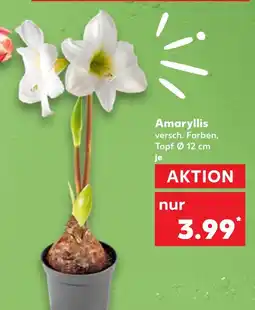 Kaufland Amaryllis Angebot
