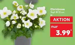 Kaufland Christrose Angebot