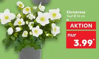 Kaufland Christrose Angebot