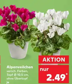 Kaufland Alpenveilchen Angebot