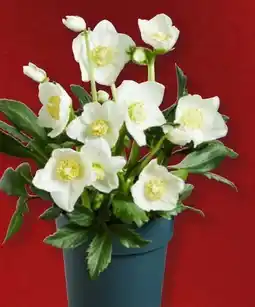 Lidl Christrose Angebot