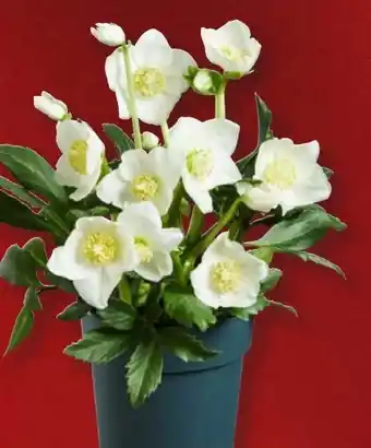 Lidl Christrose Angebot