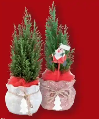 Lidl Koniferen Angebot