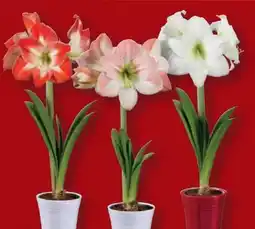 Lidl Amaryllis in Keramik Angebot