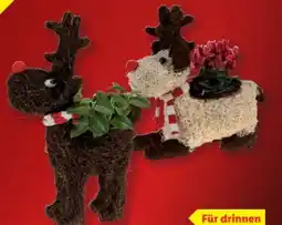 Lidl Weihnachts Sisal-Rentier Angebot