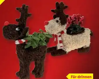 Lidl Weihnachts Sisal-Rentier Angebot