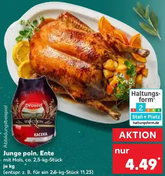 Kaufland Junge poln. Ente Angebot