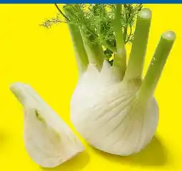 Lidl Fenchel Angebot
