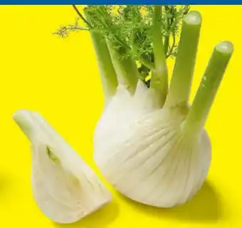 Lidl Fenchel Angebot