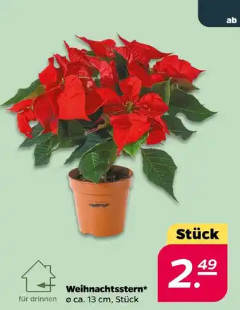 NETTO Weihnachtsstern Angebot
