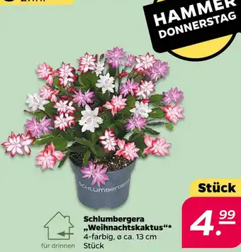 NETTO Schlumbergera weihnachtskaktus Angebot