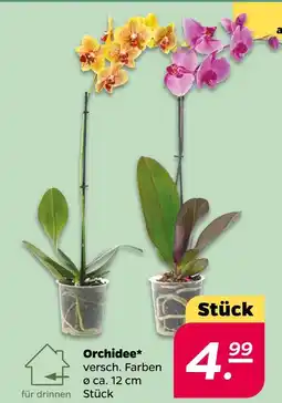 NETTO Orchidee Angebot