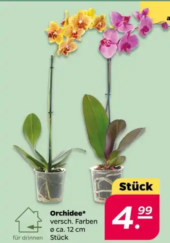 NETTO Orchidee Angebot