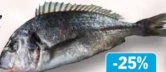 HIT Frische Dorade Royal Angebot