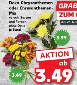 Kaufland Deko-Chrysanthemen oder Chrysanthemen Mix Angebot