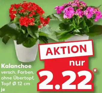 Kaufland Kalanchoe Angebot