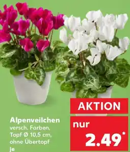 Kaufland Alpenveilchen Angebot