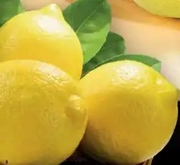 Handelshof Zitronen Angebot