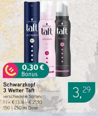 Dornseifer Schwarzkopf 3 Wetter Taft Angebot