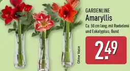 Aldi Nord GARDENLINE Amaryllis Angebot