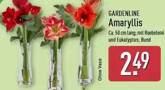 Aldi Nord GARDENLINE Amaryllis Angebot