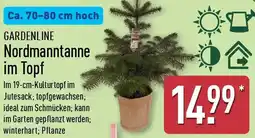 Aldi Nord GARDENLINE Nordmanntanne im Topf Angebot