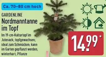 Aldi Nord GARDENLINE Nordmanntanne im Topf Angebot