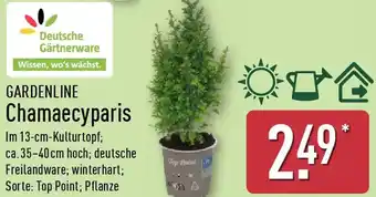 Aldi Nord GARDENLINE Chamaecyparis Angebot