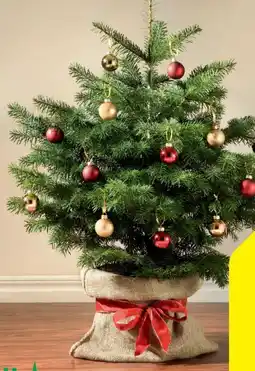 Hagebau Nordmanntanne Angebot