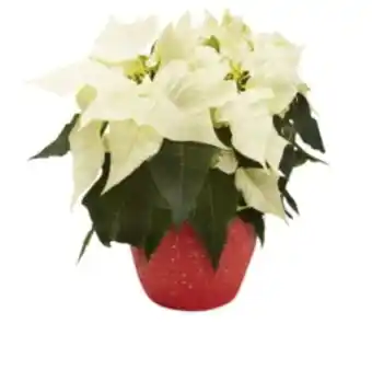 Kaufland Zauberstern Angebot