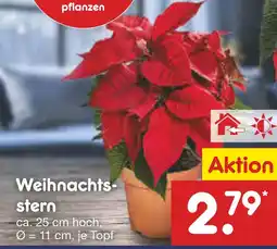 Netto Marken-Discount Weihnachtsstern Angebot