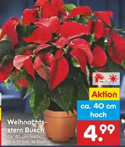 Netto Marken-Discount Weihnachtsstern busch Angebot