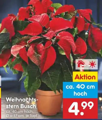 Netto Marken-Discount Weihnachtsstern busch Angebot