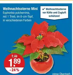 V Markt Weihnachtssterne mini Angebot
