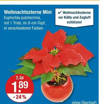 V Markt Weihnachtssterne mini Angebot