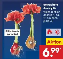 Netto Marken-Discount Gewachste amaryllis Angebot