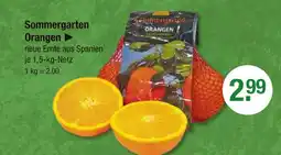 V Markt Sommergarten orangen Angebot