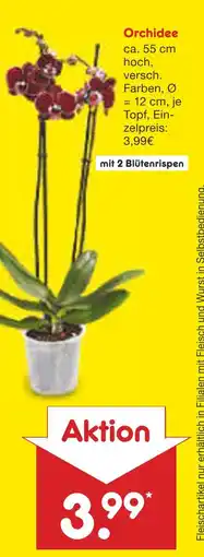 Netto Marken-Discount Orchidee Angebot