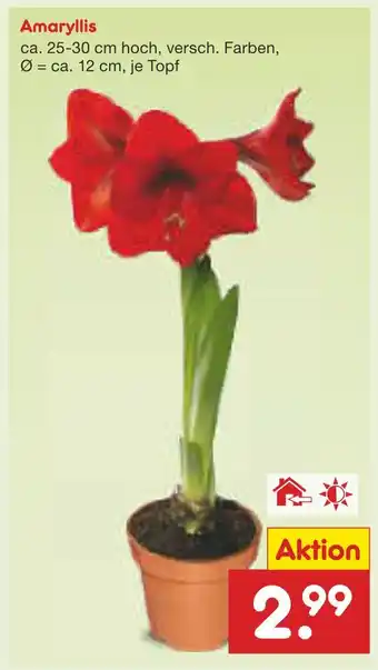 Netto Marken-Discount Amaryllis Angebot