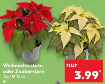 Kaufland Weihnachtsstern oder Zauberstern Angebot