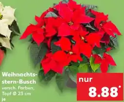 Kaufland Weihnachtsstern-Busch Angebot