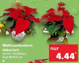 Kaufland Weihnachtsstern Angebot