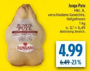 diska RONSARD Junge Pute Angebot