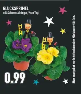 Marktkauf Glücksprimel Angebot